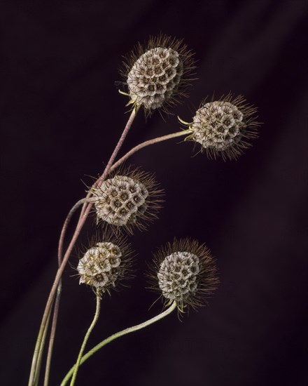 Multiple Scabiosa Seed Pods against Dark Background