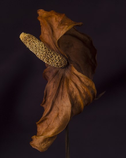 Dried Anthurium Spathe and Spadix against Dark Background