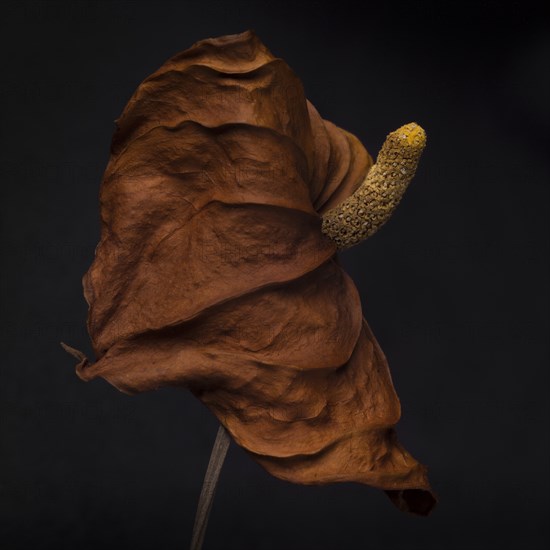 Dried Anthurium Spathe and Spadix against Dark Background