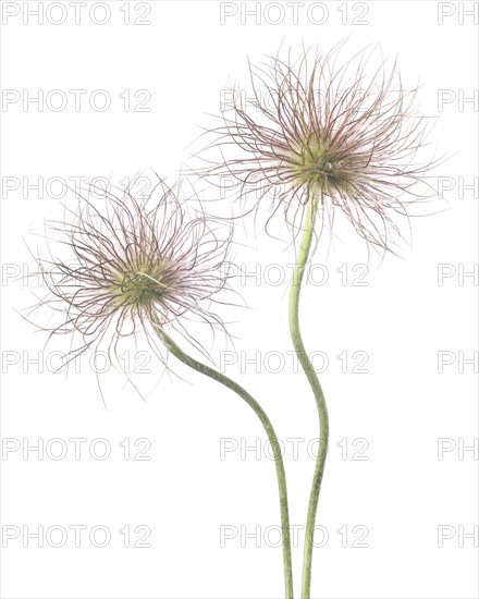 Two Clematis Seed Heads on Stems against White Background