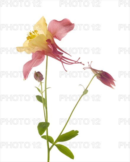 Swan Pink and Yellow Columbine, Aquilegia caerulea, against White Background