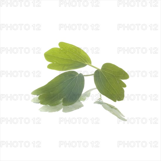 Green Leaves of Swan Pink and Yellow Columbine Flower