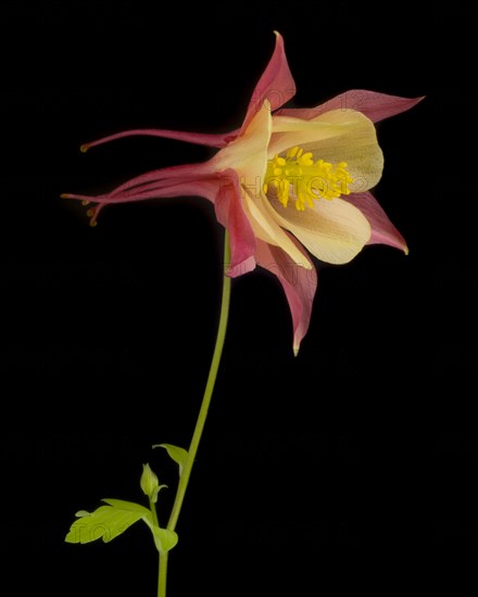 Swan Pink and Yellow Columbine, Aquilegia caerulea, against Black Background