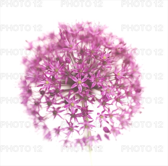 Allium Flower against White Background