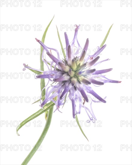 Horned Rampion, Phyteuma scheuchzeri, against White Background