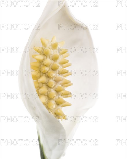 Peace Lily, Spathiphyllum, Spathe and Spadix against White Background, Close-Up