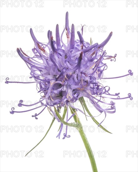 Horned Rampion, Phyteuma scheuchzeri, against White Background