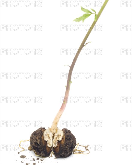 Walnut Seedling Leaning Right against White Background