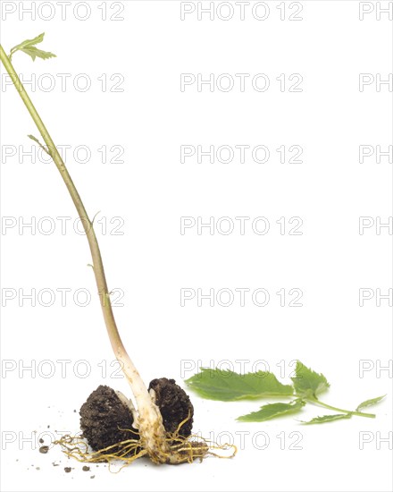 Walnut Seedling Leaning Left with Green Leaf against White Background