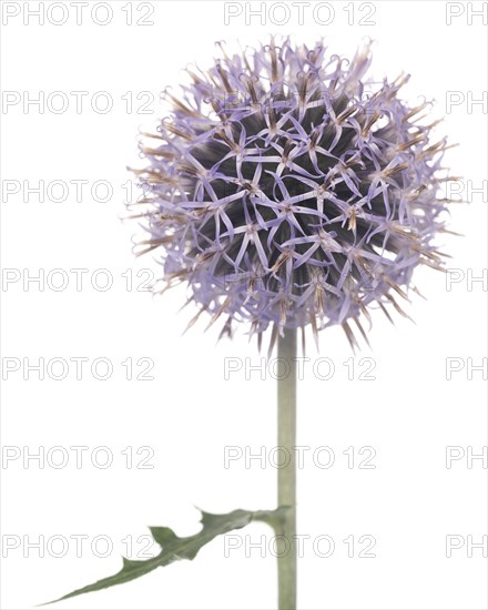 Globe Thistle, Echinops ritro, Against White Background