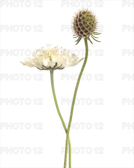 Cream Scabiosa, Scabiosa ochroleuca, Bloom and Seed Pod against White Background