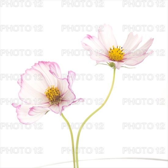 Two Cosmos Flowers against White Background