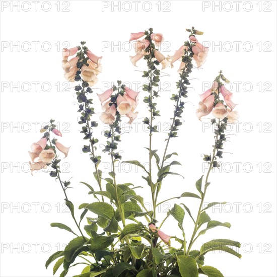 Blooming Foxglove against White Background