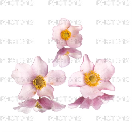 Pink Anemone Flowers on Mirror