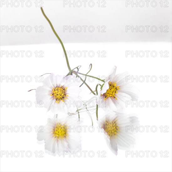 White Anemone Flowers on Mirror, White Background