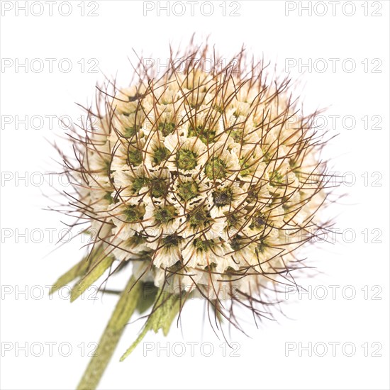 Cream Scabiosa, Scabiosa ochroleuca, Seed Pod against White Background, Close-Up