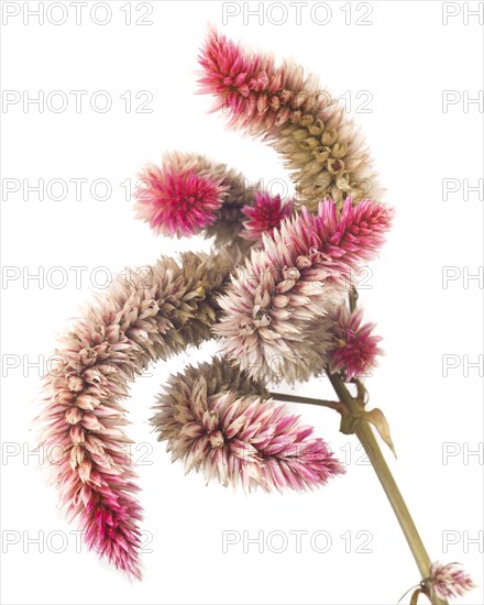 Dried Ruby Parfait Celosia, Celosia argentia spicata, Seed Heads on White Background