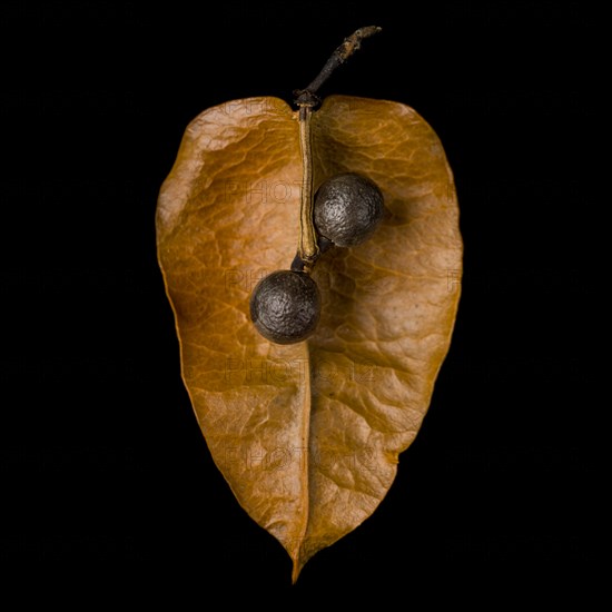 Goldenrain Tree, Koelreuteria paniculata, Seed Pod against Black Background