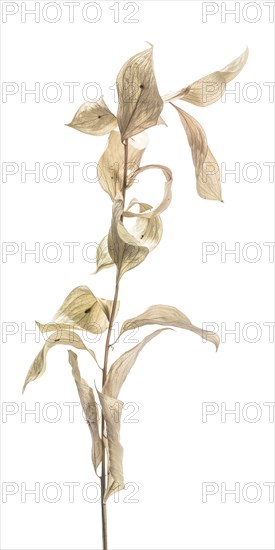 Dried Plant against White Background