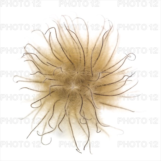 Clematis Seed Head against White Background, High Angle View