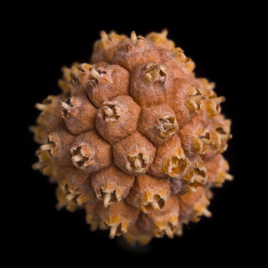 Dried Dogwood Flower Seed Pod against Black Background