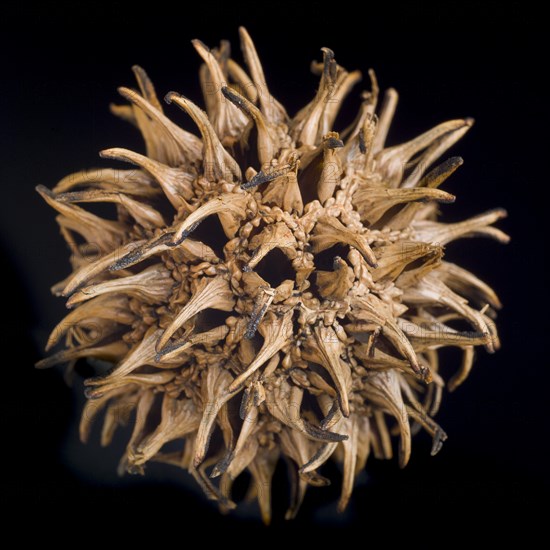 Sweet Gum, Liquidambar styraciflua, Seed Pod against Black Background, Close-Up