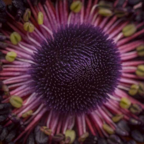 Anemone Flower, Center, Close-Up