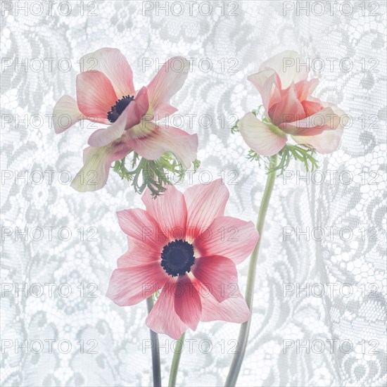 Three Anemone Flowers against Lace Background