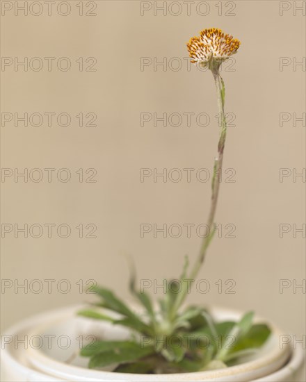 Plantain Leaf Pussytoes, Artennaria plantaginifolia, with Long Stem in Pot