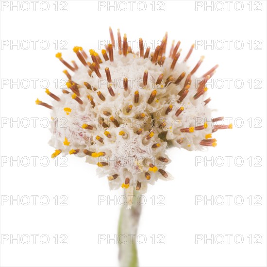 Plantain Leaf Pussytoes, Artennaria plantaginifolia, Close-Up against White Background