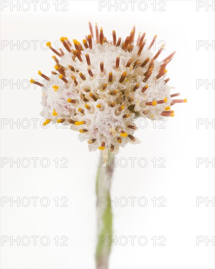 Plantain Leaf Pussytoes, Artennaria plantaginifolia, Close-Up against White Background