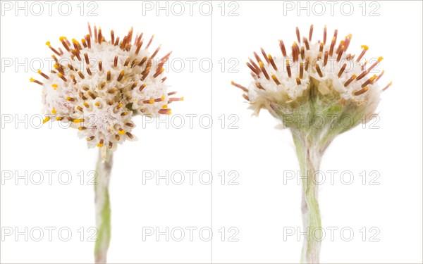 Two Plantain Leaf Pussytoes, Artennaria plantaginifolia, Diptych, Front and Rear Views