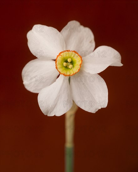 Narcissus Flower, White Petals with Yellow and Orange Center, against Red Background