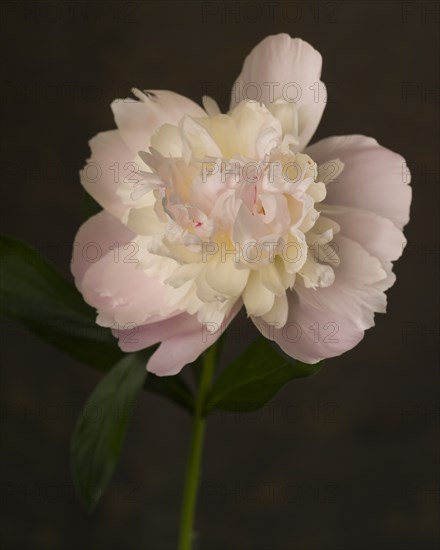 Light Pink Peony Flower against Dark Background