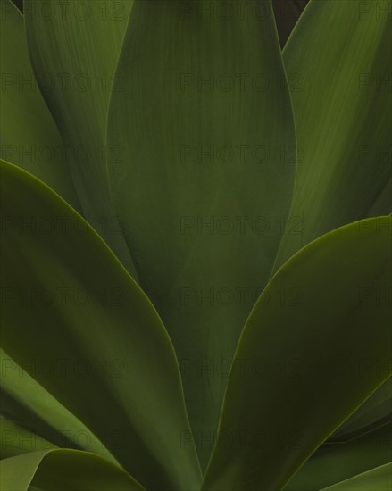 Green Succulent Leaves, Close-Up