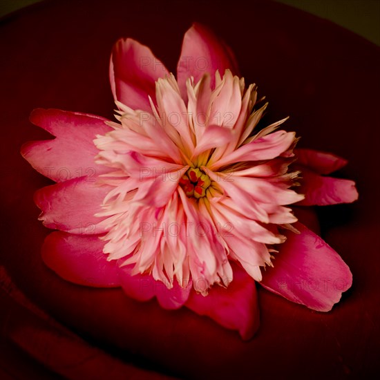 Pink Peony Flower, Close-up