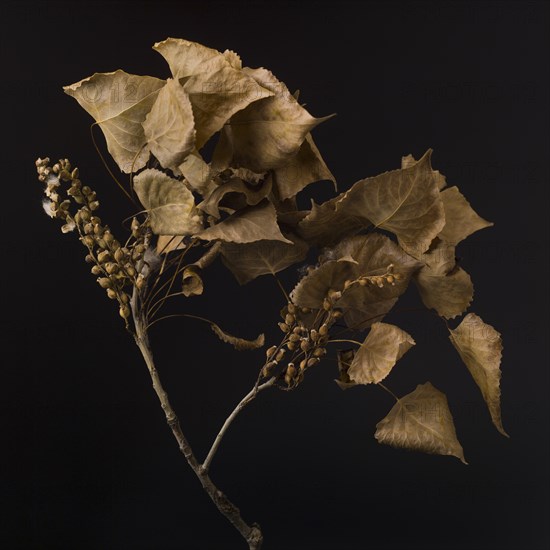 Dried Leaves and Seed Pods on Branch Against Black Background