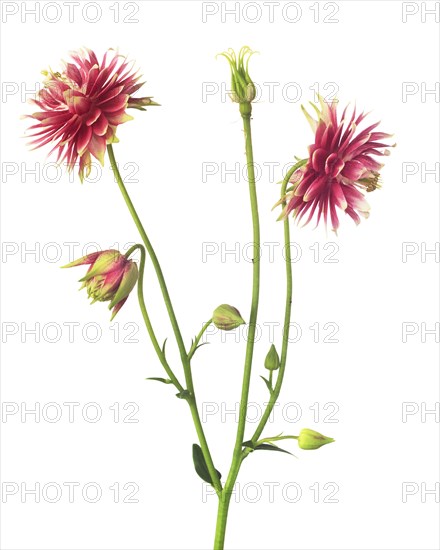 Double Pink Nora Barlow Columbine, Aquilegia vulgaris Nora Barlow, against White Background