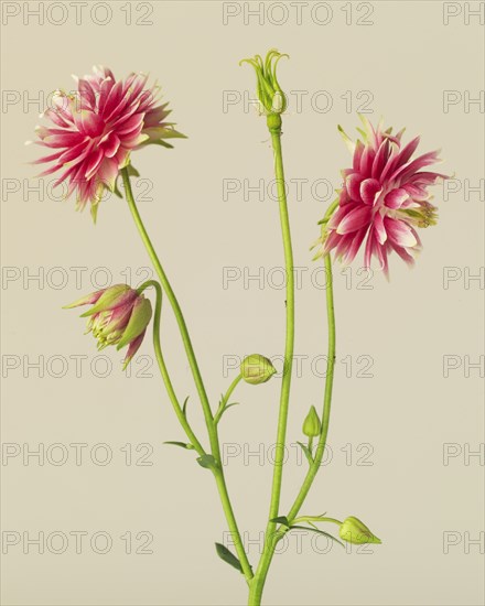 Double Pink Nora Barlow Columbine, Aquilegia vulgaris Nora Barlow, against Beige Background