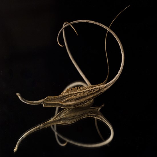 Devil's Claw, Harpagophytum louisianica, against Black Background