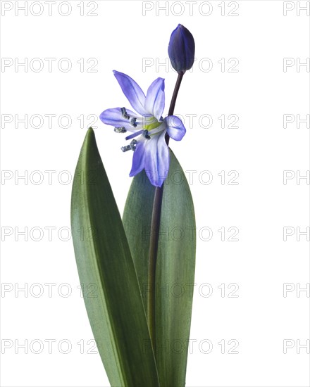 Siberian Squill, Scilla siberica, against White Background