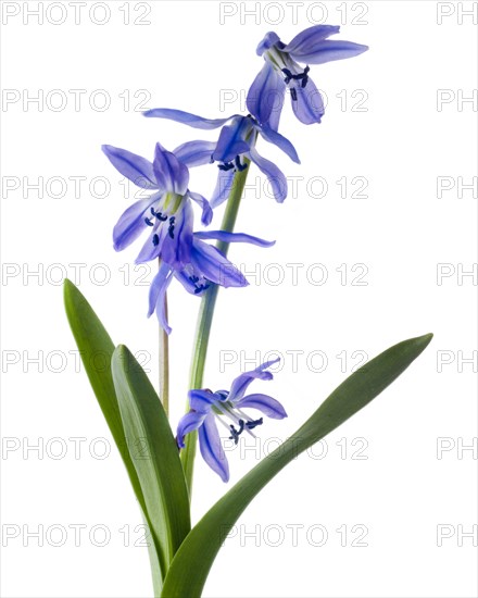 Siberian Squill, Scilla siberica, against White Background