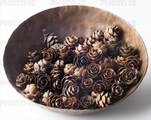 Larch Cones in Bowl