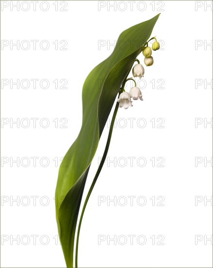 Flowering Lilly of the Valley, Convallaria majalis, against White Background