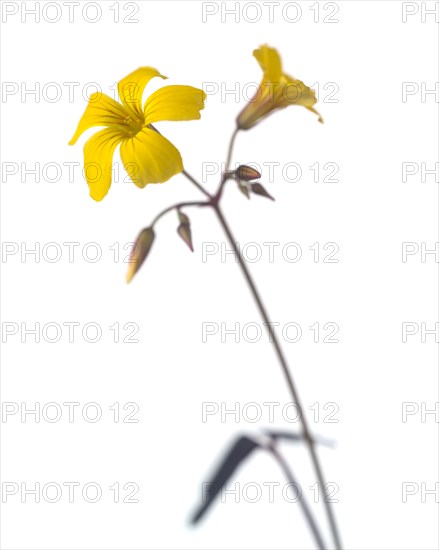 Yellow Flower against White Background