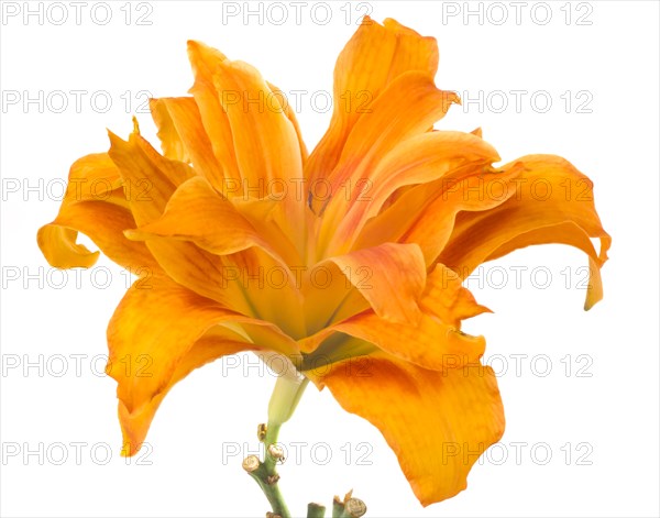 Orange Double Daylily against White Background