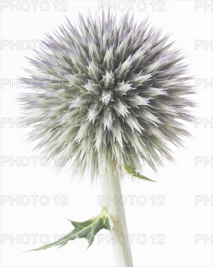 Globe Thistle, Echinops ritro, Pre-Bloom against White Background