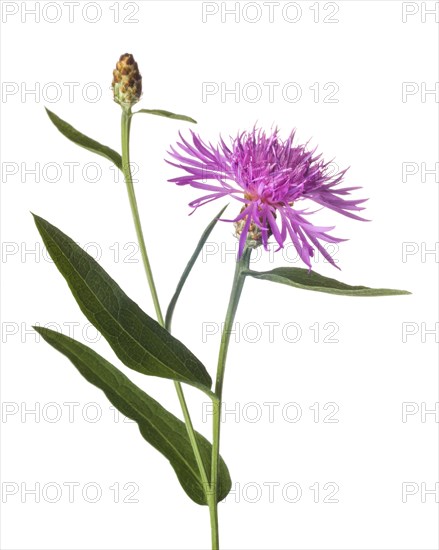 Flowering Tyrol Knapweed, Centaurea nigrescens, against White Background