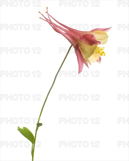 Swan Pink and Yellow Columbine, Aquilegia caerulea, against White Background