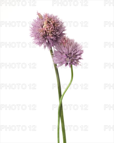 Two Flowering Chives, Allium schoenoprasum, against White Background